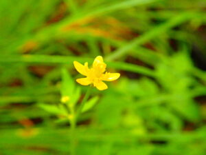 キツネノボタンの黄色い花