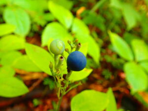 紺色のルイヨウボタンの果実