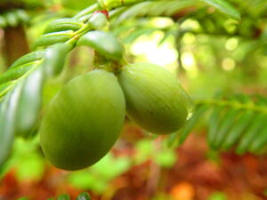 ハイイヌガヤの緑色の果実