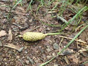 緑色のごつごつした大きな果実