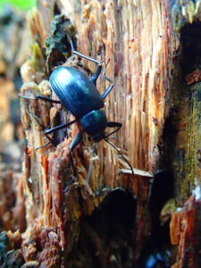 黒い足の長い甲虫