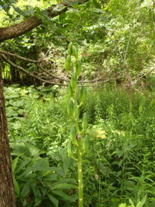 緑色のオオウバユリの果実