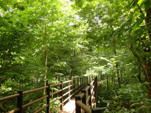 木漏れ日が爽やかな木道