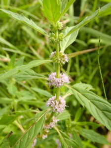 淡い紫色のハッカ