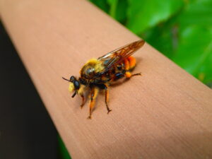 黄色い脚のアブ