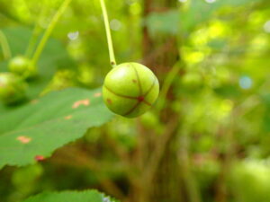 ツリバナの緑色の丸い果実