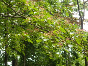 木の枝先についていつミズキの果実