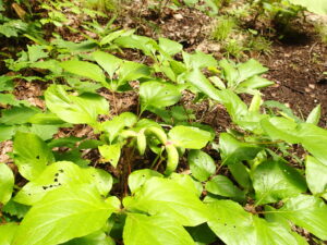 ヤマシャクヤクの緑色の果実