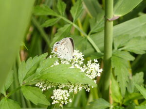 白い花にとまっている小さなチョウ