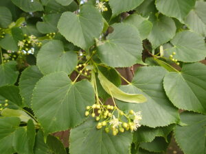 シナノキの白い花と蕾