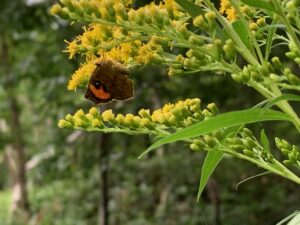 茶色の翅にオレンジ色の怒り柄の模様の蛾