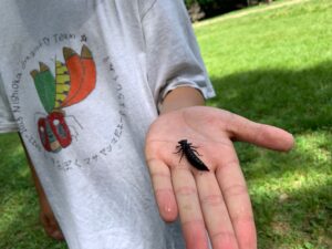 コシボソヤンマのヤゴ