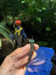 手に持ったコシボソヤンマ