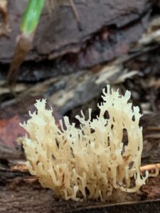 白い細長い枝分かれしたキノコ