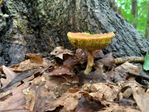 黄色いキノコ
