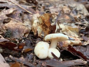 白く、小さいキノコ