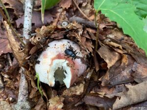 キノコを食べている黒い甲虫