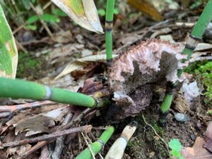 こげ茶色のキノコ