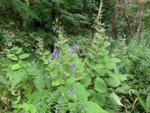 紫色のカリガネソウの花