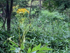 黄色いハンゴンソウの花