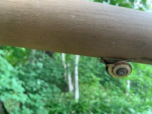 黒い渦巻模様の殻のカタツムリ