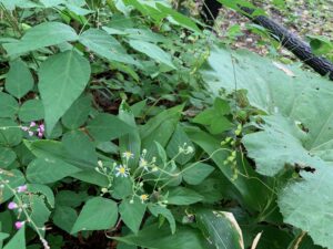 咲き始めの白い花