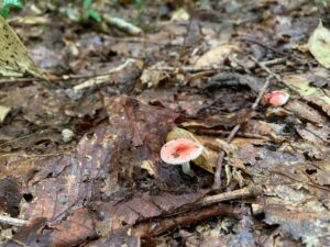 ピンク色のキノコ