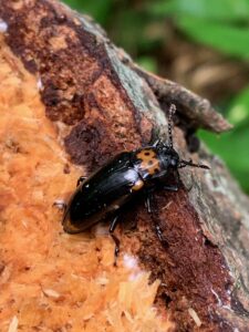 黒い翅にオレンジ色の胸の甲虫