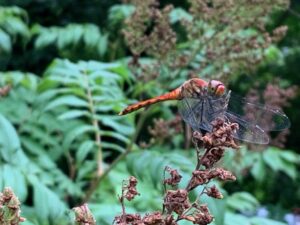 赤く色づいたナツアカネ