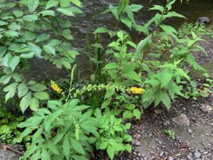 キンミズヒキの黄色い花