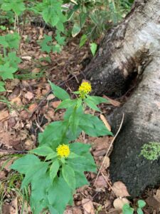 アキノキリンソウの黄色い花