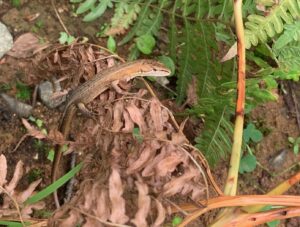 茶色いちいさなトカゲ