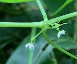 ミヤマニガウリの白い花