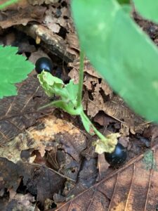 黒いナンバンハコベの果実