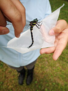 捕まえたコシボソヤンマ