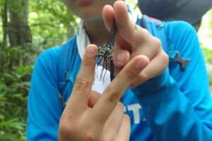 捕まえたトンボ