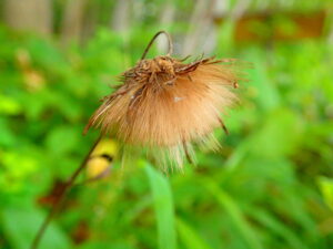 チシマアザミのフワフワの種