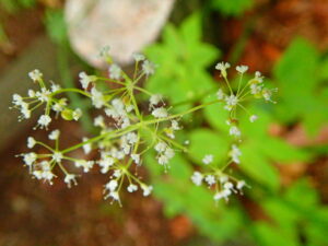 カノツメソウの白い花