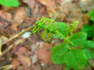 連なった緑色の果実