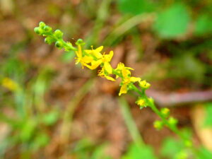 キンミズヒキの黄色い花