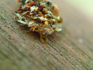 クサカゲロウの幼虫