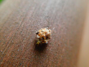 クサカゲロウの幼虫