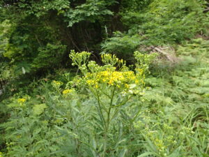 ハンゴンソウの黄色い花