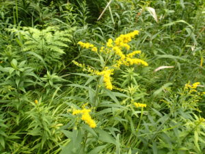 オオアワダチソウの穂のような花