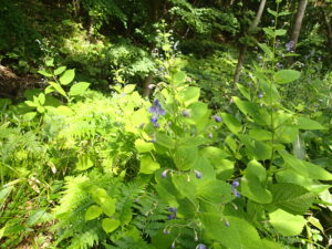 カリガネソウの紫色の花
