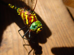 オオルリボシヤンマの青い複眼