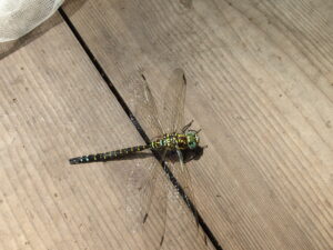 オオルリボシヤンマの青い複眼