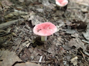 ピンクのキノコ