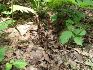 上を向いたシャクジョウソウの果実