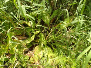 ミズバショウの倒れた葉